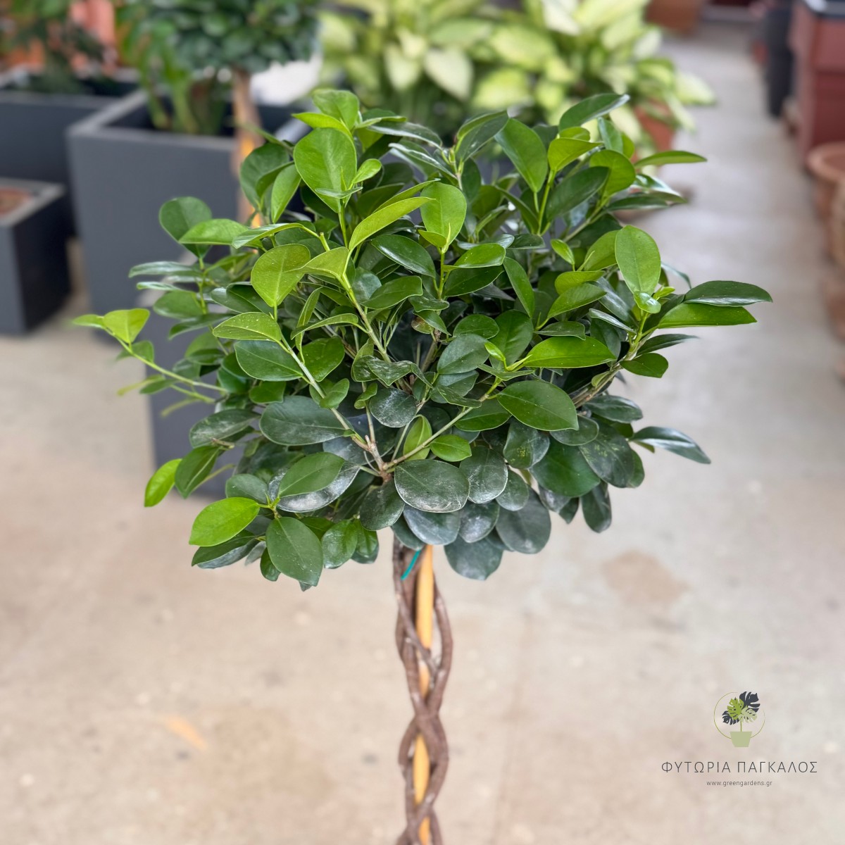 Φίκος Μοκλαϊμ (Ficus microcarpa 'Moclame')  - Pot: 24 cm/ High:100 cm